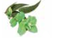 Bomba Doseadora de Essências para Banho a Vapor - IOT-POOL