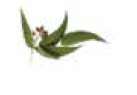 Bomba Doseadora de Essências para Banho a Vapor - IOT-POOL