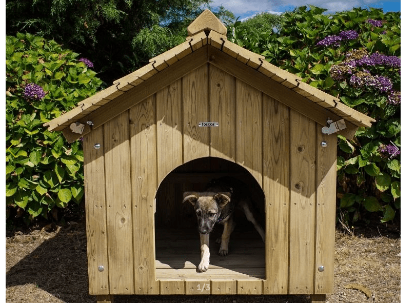 Casota de Cão em Madeira - IOT-POOL