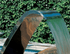 Curtain water (barrel / Cascade Waterfall )