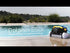 Aspirador de Piscina Eléctrico e Automático Dolphin E50i S400 E50 Maytronics limpa fundos robot